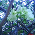 bugambilia blanca