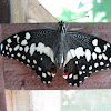 Citrus Swallowtail