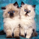 3D cute cat 1 logo