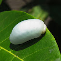 Gelatin Slug Caterpillar