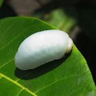 Gelatin Slug Caterpillar
