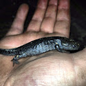 Smallmouth Salamander