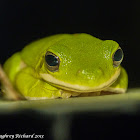 American green tree frog