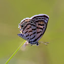 Striped Pierrot Butterfly