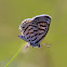 Striped Pierrot Butterfly