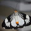 Marbled Moth 