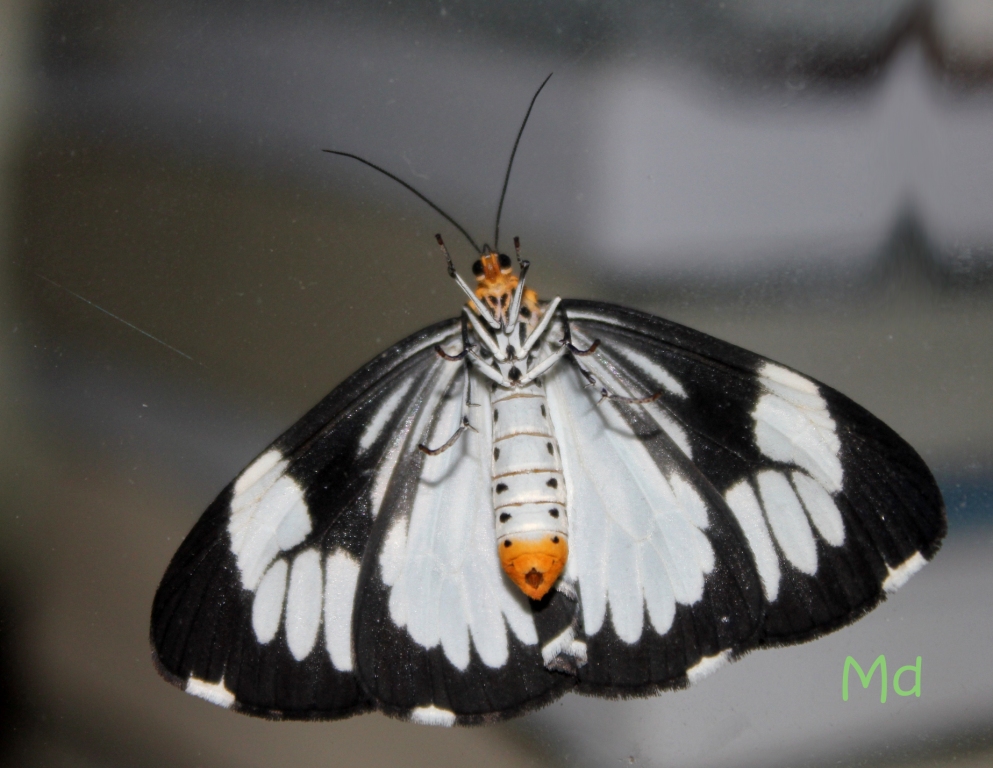 Marbled Moth 