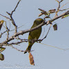 Greenfinch; Verderón