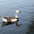 Goose hybrid