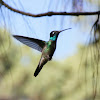 Magnificent Hummingbird