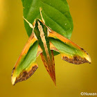 Green pergesa hawkmoth
