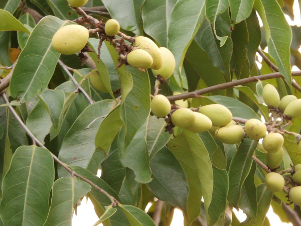 Api-api Jambu | Project Noah