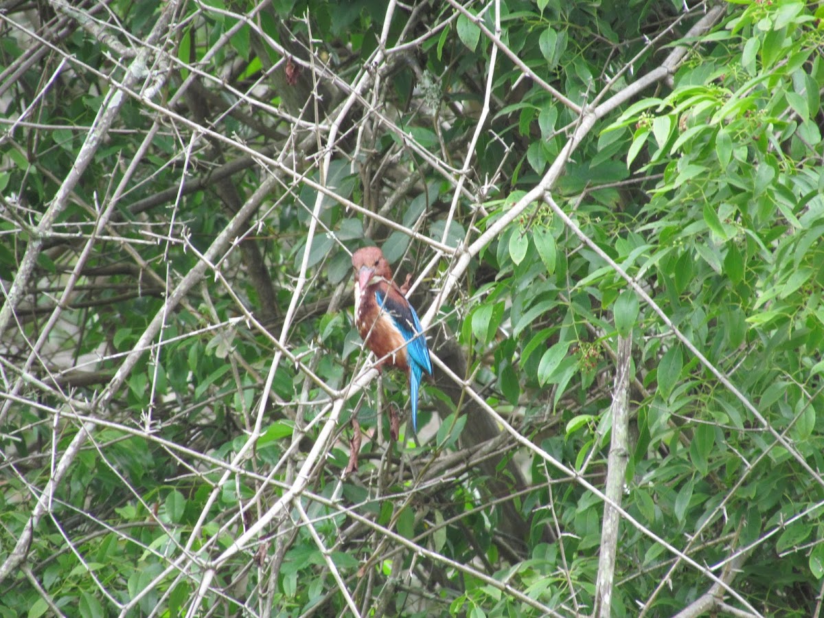 White breasted kingfisher