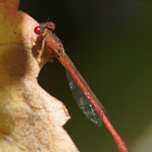 Desert Firetail (male)