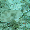 Lesser electric ray