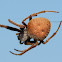 Southern orb weaver