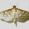 Zigzag Herpetogramma Moth