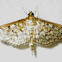Zigzag Herpetogramma Moth