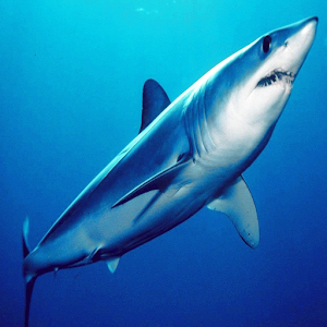 Sharks of the World 2 FREE.apk 15.05.22