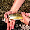 Rainbow trout (juvenile)
