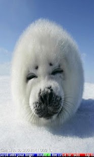 Wild Animals of the Arctic 1 - náhled