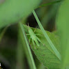 Bird Grasshopper