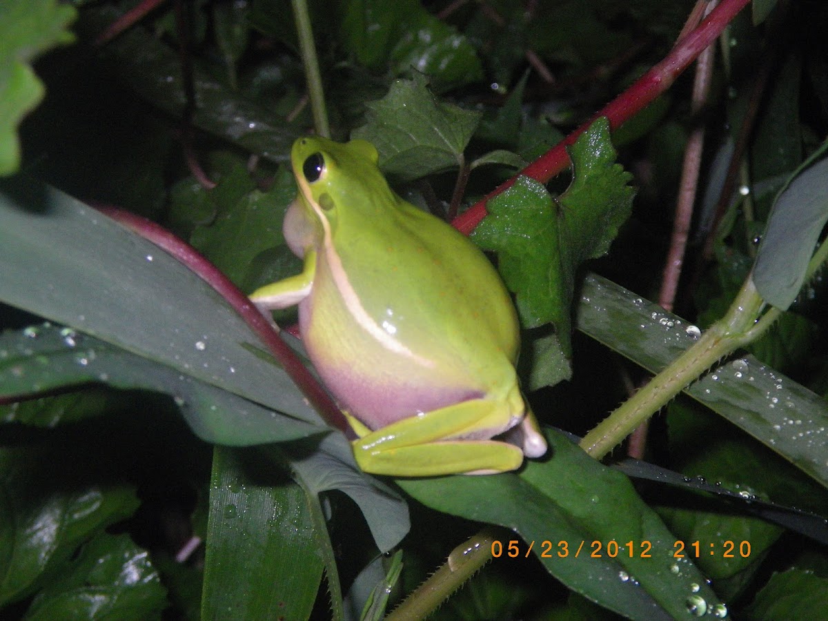 Green treefrog