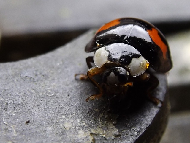 Harlequin Lady Beetle