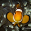Ocellaris Clownfish, False Percula Clownfish