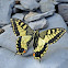 Old World Swallowtail - Machaon