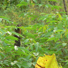 Lesser coucal (juvenile)