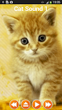 Cat Sounds Ringtones