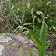 Northern Sea Oats