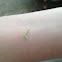 Green inchworm