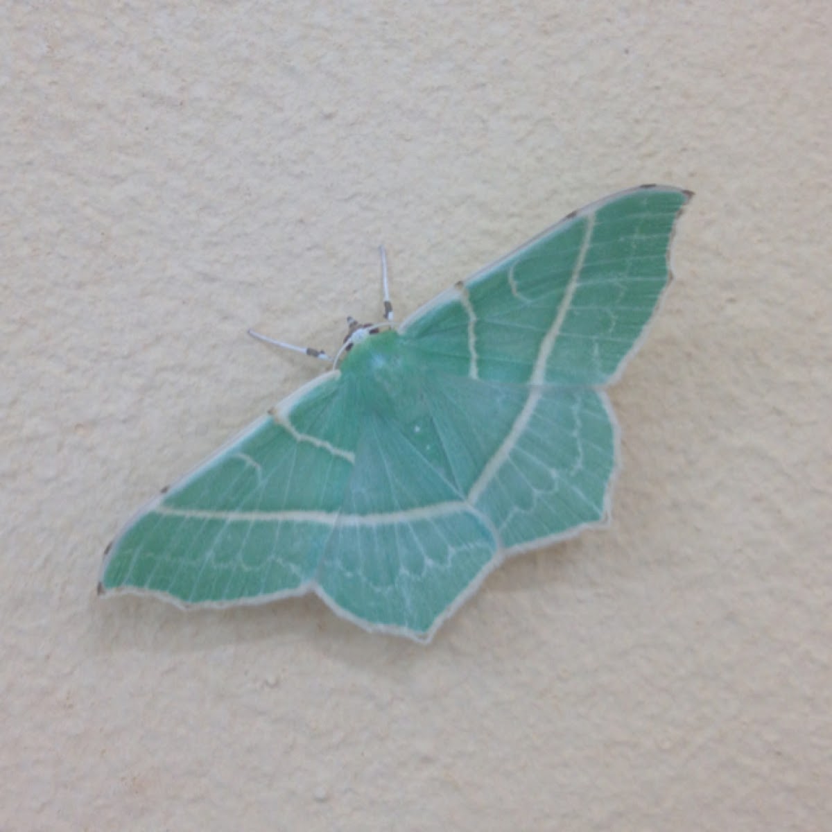 White barred emerald moth