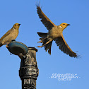 White Plumed Honeyeater