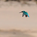 kingfisher, Guarda-Rios