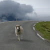 Faroes sheep