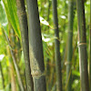 Timor black bamboo