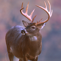 Whitetail Slideshow logo
