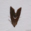 Necklace moth