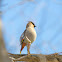 Bohemian Waxwing