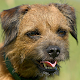 Border Terrier Wallpapers APK