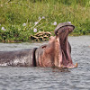 Hippopotamus