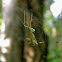 katydid in web