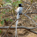 Asian Paradise Flycatcher, male