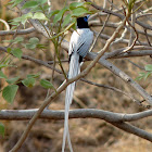 Asian Paradise Flycatcher, male