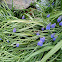 Grape Hyacinthe