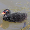 Dusky Moorhen (chick)