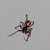 Triangulate cobweb spider